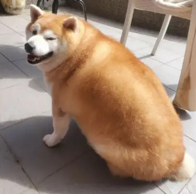 A woman walks with a firewood dog but is mistakenly perceived as a walrus: is it of the heart