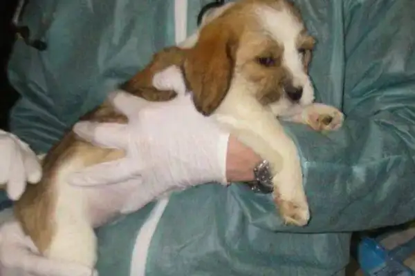 Dogs have been abused since they were kids, and they haven't been in the house for eight years