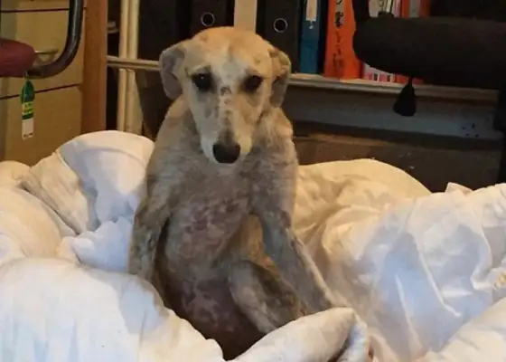 Dogs have been abused since they were kids, and they haven't been in the house for eight years