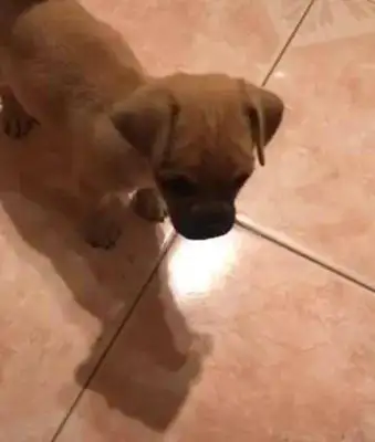 They used it to better name dogs