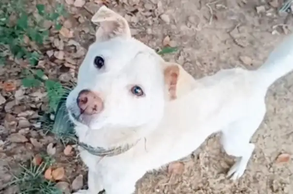 Dog went missing for seven days, dragged half a chain back to his house