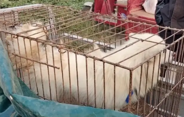 130 bucks. The dog that's about to get off the rope, but eventually the owner gets caught in a cage