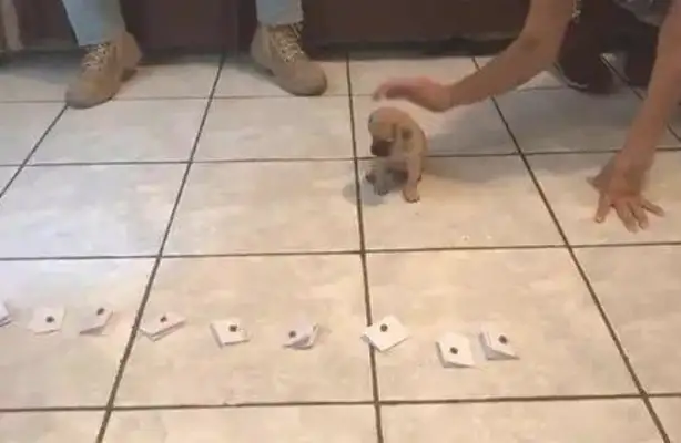 They used it to better name dogs