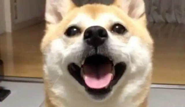 He fought hard for glory for his master, but when his legs were wounded, he thought of selling it to a dog car