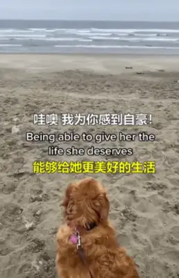 We lost 177 pounds a year for dogs