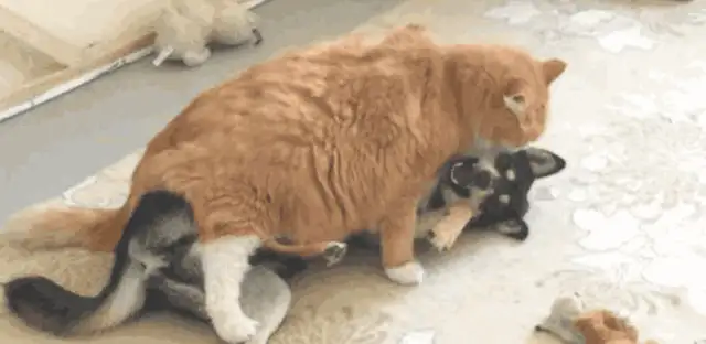 The master heard the dog howling at the door and thought something had happened