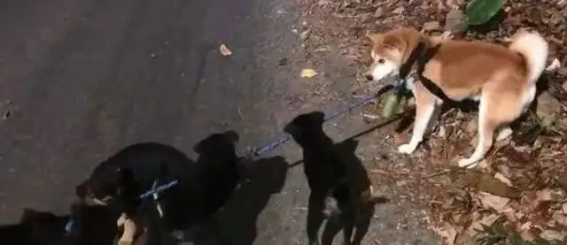 The dog was surrounded by a little black dog, and it laughed