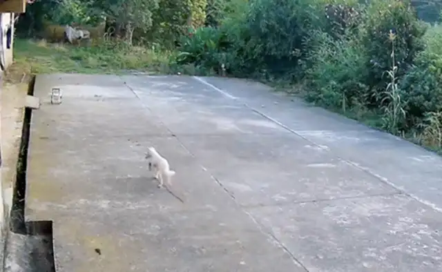 Dog went missing for seven days, dragged half a chain back to his house
