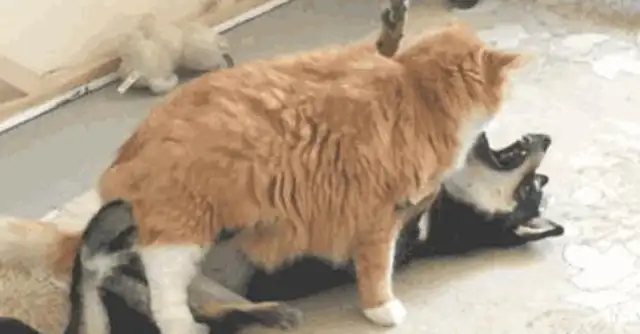 The master heard the dog howling at the door and thought something had happened