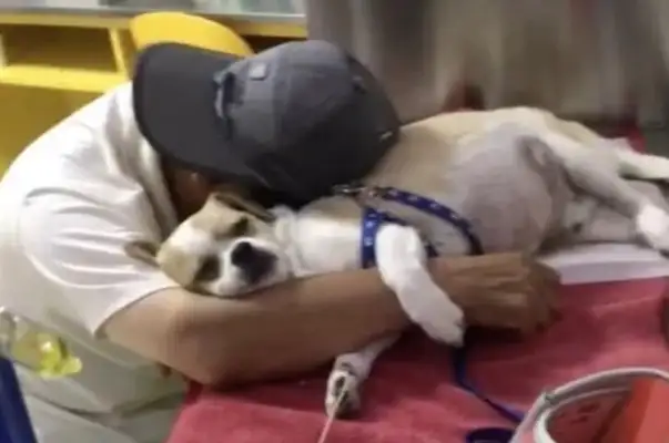 Nine-year-old dog goes to the hospital, and the old man falls asleep on the infusion table with him