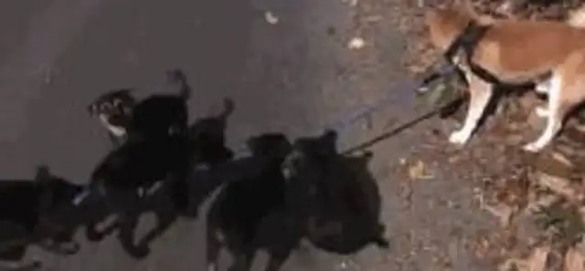 The dog was surrounded by a little black dog, and it laughed