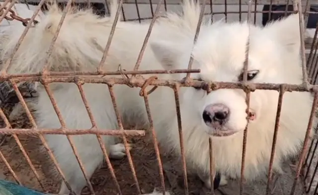 130 bucks. The dog that's about to get off the rope, but eventually the owner gets caught in a cage