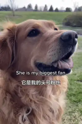 We lost 177 pounds a year for dogs