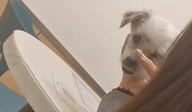 It's worth tens of thousands of dollars to find a sick stray