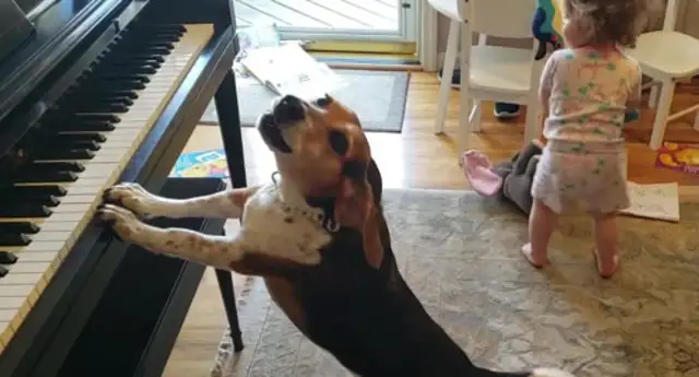 The genius dog and the little master are on the same stage