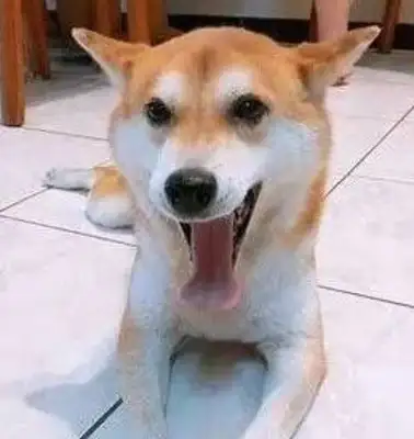 The dog was surrounded by a little black dog, and it laughed