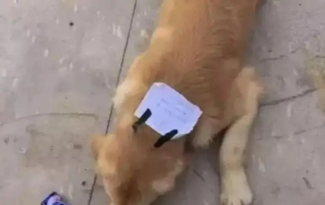 Blondie goes out quietly, comes home with bills, and the master smiles