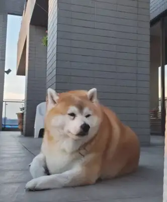 A woman walks with a firewood dog but is mistakenly perceived as a walrus: is it of the heart