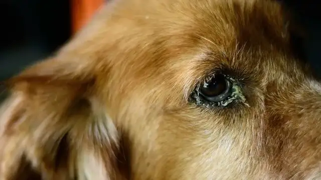 Eye infections in dogs: causes, symptoms and treatment
