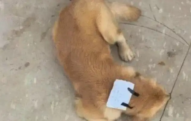 Blondie goes out quietly, comes home with bills, and the master smiles