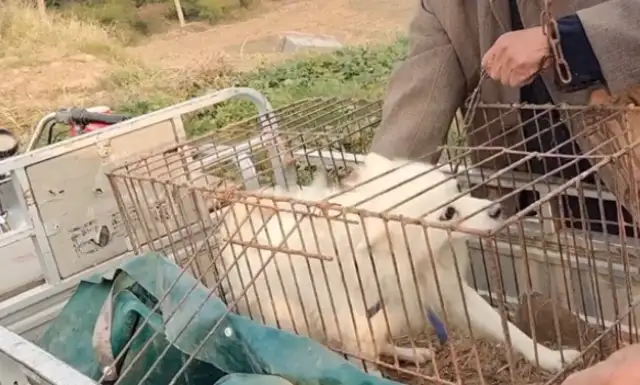 130 bucks. The dog that's about to get off the rope, but eventually the owner gets caught in a cage