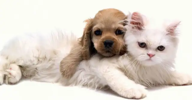 ♪ The joy of animal dogs and cats ♪