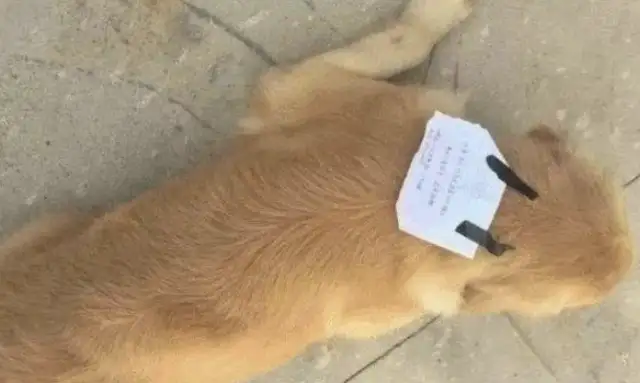 The dog kept the master's gravestone for months and ate the seedlings when he was hungry