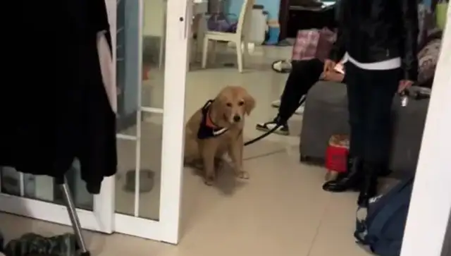 The master doesn't have time, the golden hairdogs have to give away