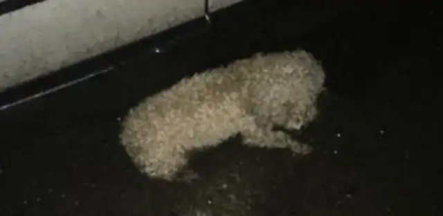 It's so sad to see a stray dog shivering in the rain