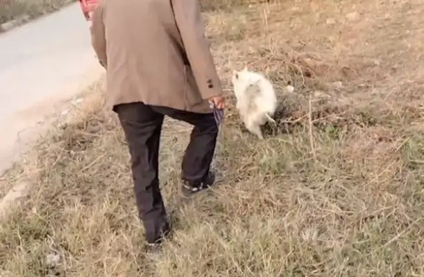 130 bucks. The dog that's about to get off the rope, but eventually the owner gets caught in a cage