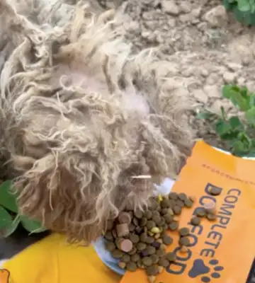 The dog kept the master's gravestone for months and ate the seedlings when he was hungry