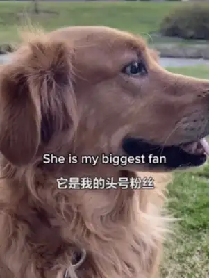 We lost 177 pounds a year for dogs