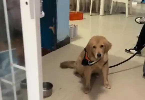 The master doesn't have time, the golden hairdogs have to give away