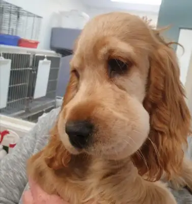 The dog went to the honeyflakes and got his face swollen like a big bread