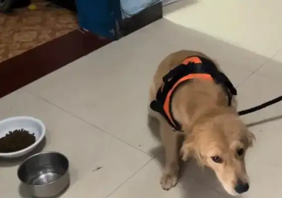 The master doesn't have time, the golden hairdogs have to give away