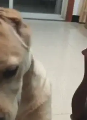 Master's braiding the dog, the dog's face is no good