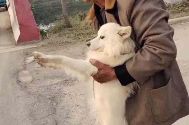 130 bucks. The dog that's about to get off the rope, but eventually the owner gets caught in a cage