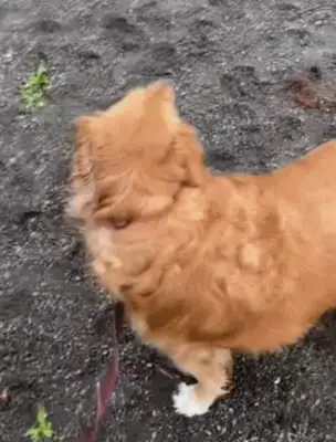 We lost 177 pounds a year for dogs