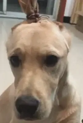 Master's braiding the dog, the dog's face is no good