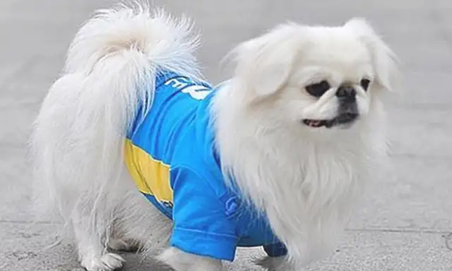 The dog that's been missing for more than half a year happened 2,000 km apart, as the master met his master again