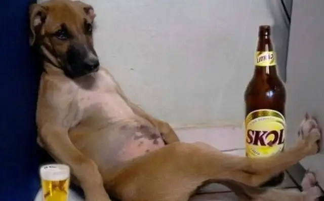 The master didn't like the wine, so he called the dog, and...