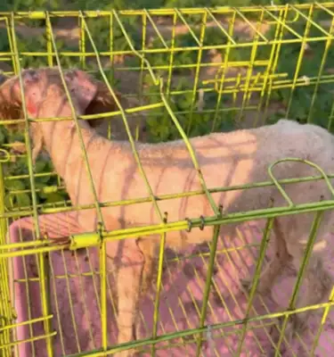 The dog kept the master's gravestone for months and ate the seedlings when he was hungry