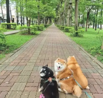 A woman walks with a firewood dog but is mistakenly perceived as a walrus: is it of the heart
