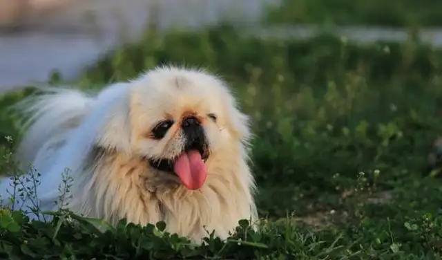 The dog that's been missing for more than half a year happened 2,000 km apart, as the master met his master again