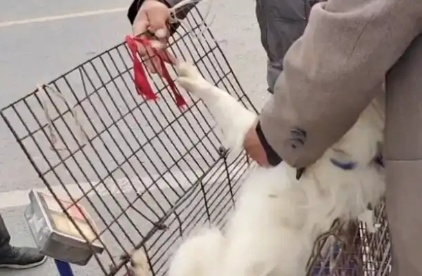130 bucks. The dog that's about to get off the rope, but eventually the owner gets caught in a cage