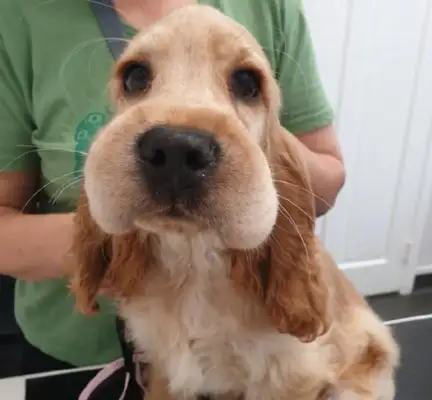 The dog went to the honeyflakes and got his face swollen like a big bread