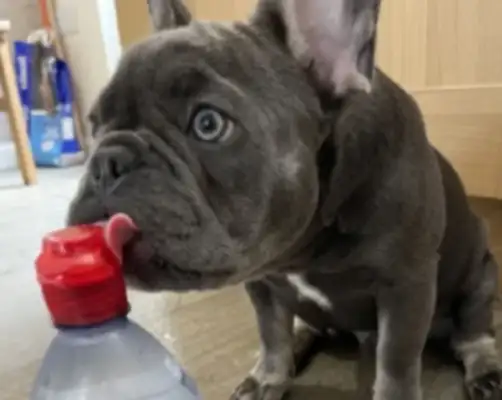 A fighting dog outside the country only drinks bottled water