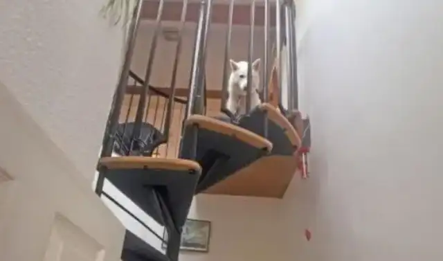 Dogs climb up the stairs and they refuse to go down the stairs