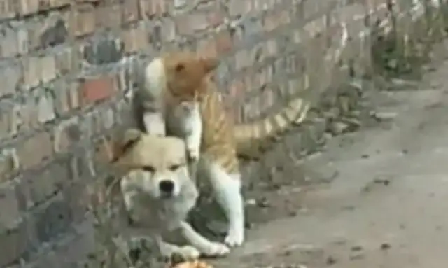 The field dog was stuck in the wall and the fat orange cat found out