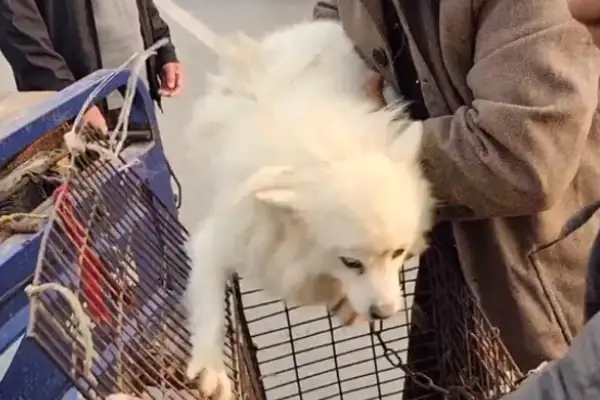 130 bucks. The dog that's about to get off the rope, but eventually the owner gets caught in a cage